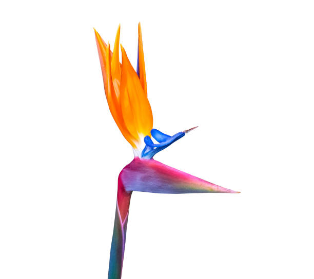 vivid color bird of paradise flower cutout isolated on a white background