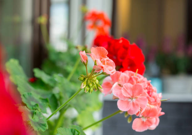 Red and pink flower Geranium in flower pot on the balcony. Summer day. Close up scene.