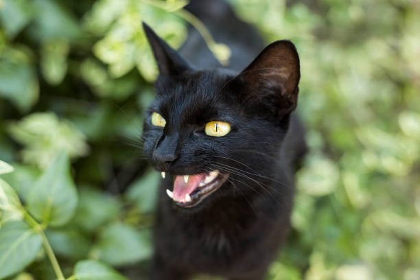 istock Young black cat in the wild 1262037325