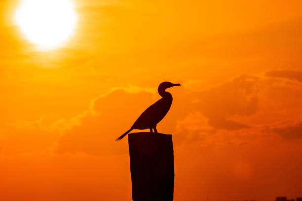 istock Bird enjoying the sunset 1262042453
