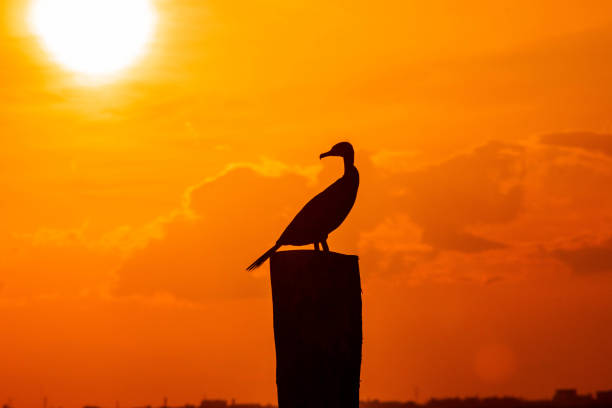 istock Bird enjoying the sunset 1262042455
