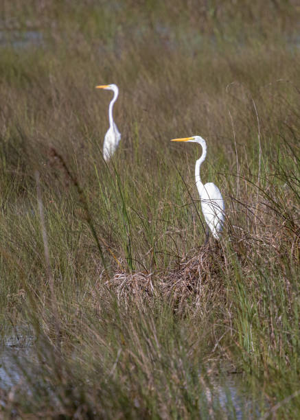 istock Pair of Great Egret in Marsh Habitat 1262043889