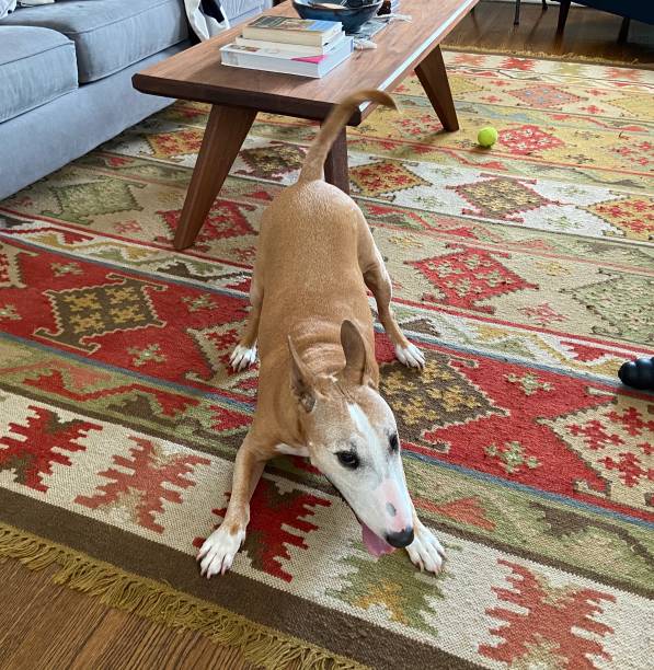 istock Bull Terrier ready to play 1262044860