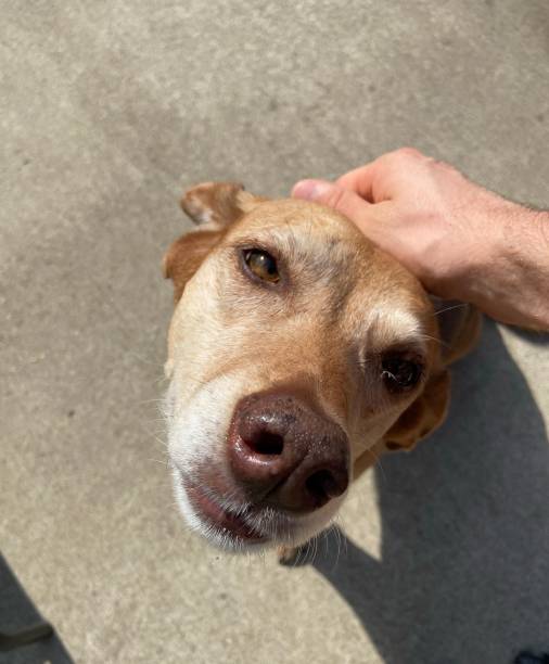 istock Dog getting pet on the head 1262045588