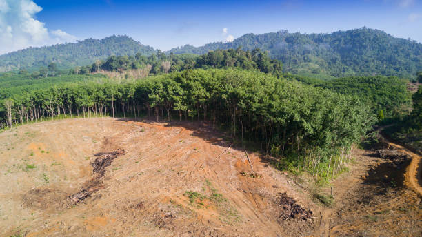 обезлесения. вырубка тропических лесов. - aerial view lumber industry oil tropical rainforest стоковые фото и изображения