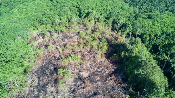 обезлесения. вырубка тропических лесов. - aerial view lumber industry oil tropical rainforest стоковые фото и изображения