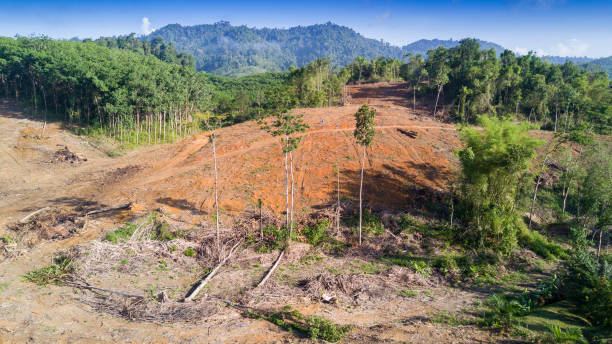 обезлесения. вырубка тропических лесов. - aerial view lumber industry oil tropical rainforest стоковые фото и изображения