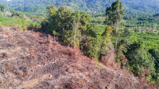 삼림 벌채. 열대 우림을 줄입니다. - aerial view lumber industry oil tropical rainforest 뉴스 사진 이미지