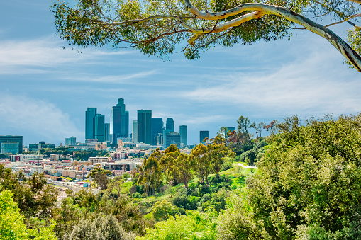 A tree filled hilltop view of the Los Angeles skyline shows skyscrapers, and multiple types of businesses.  The hills and trees are part of the huge Elysian Park in Central Los Angeles.