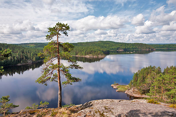 summer landscape with a lake stock photo