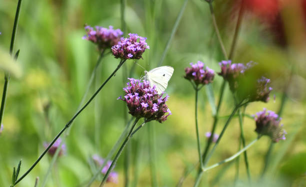 istock Small White Butterfly on Purple 1262066645