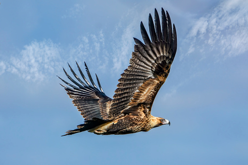 Golden eagle in the front of heavily blurred forest under the last sunbeams of day. Golden eagle is the national bird of Germany.