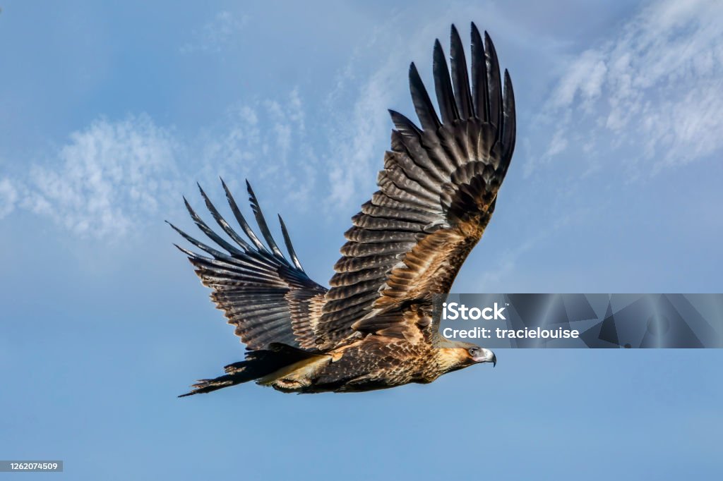 Wedge Tailed Eagle in flight (Aquila audax) Australian wedge tailed eagle flying in the skies above Central Victoria Wedge Tailed Eagle Stock Photo