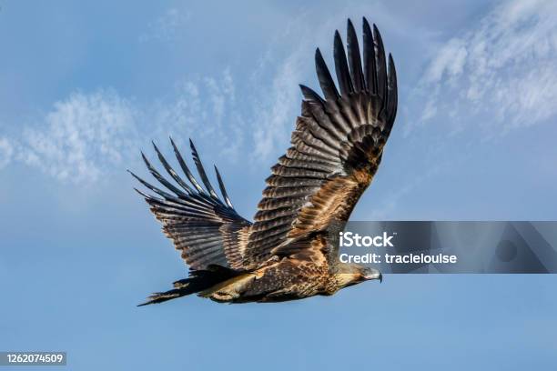Wedge Tailed Eagle In Flight Stock Photo - Download Image Now - Wedge Tailed Eagle, Eagle - Bird, Bird