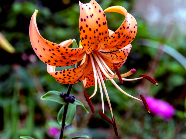 istock orange tiger Lily on a blurred natural background, macro 1262075560