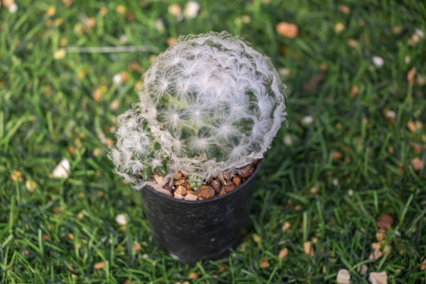 istock Cactus on pot in a garden. 1262086665