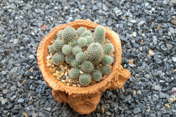 Cactus on pot in a garden.