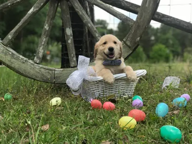 Golden Retriever puppy in a basket with Easter Eggs