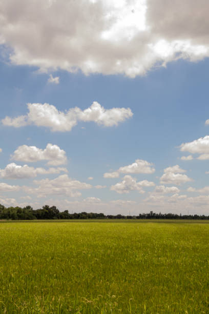 istock Rice fields,green tree and blue sky.Beautiful green field wallpaper. 1262089667