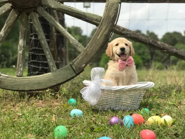 Golden Retriever puppy in an Easter Basket with eggs