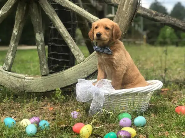 Golden Retriever puppy in an Easter Basket with eggs