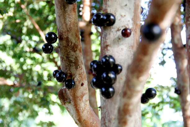 istock plantation in bahia jabuticaba 1262093826