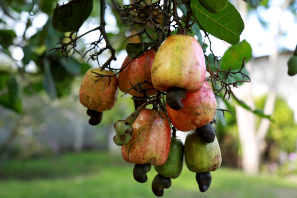 istock cashew plantation in bahia 1262094019