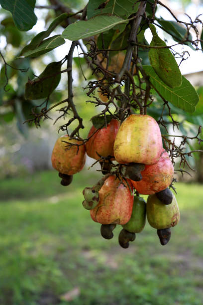 istock cashew plantation in bahia 1262094022