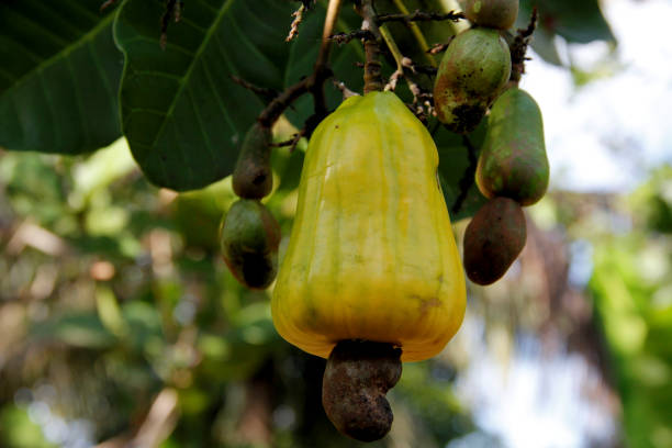 istock cashew plantation in bahia 1262094036