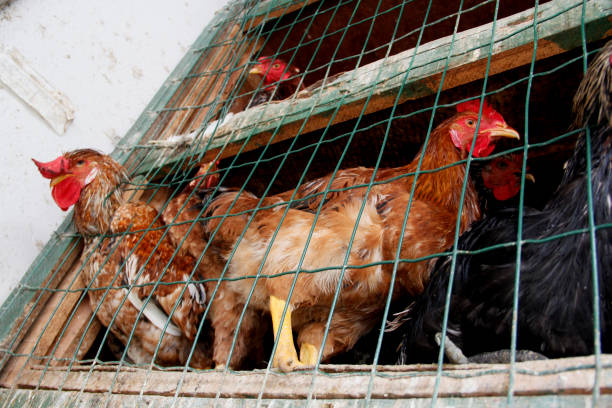 istock chicken for sale in salvador 1262094557
