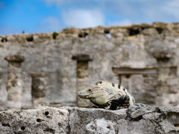 The Guardian of the Temple