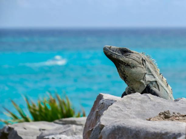 istock The Caribbean Iguana 1262105935