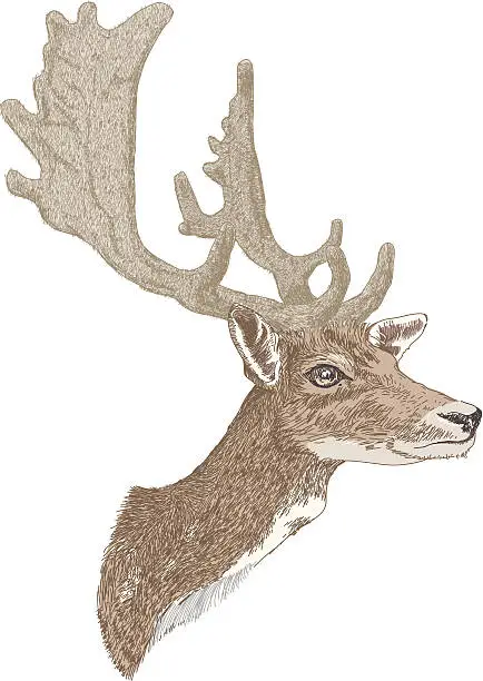 Vector illustration of Stags Head