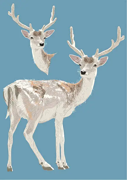 Vector illustration of Young Stag