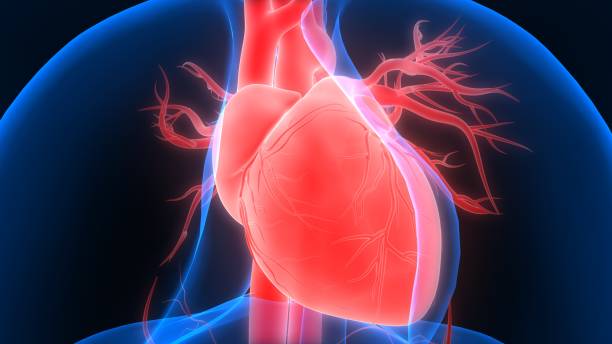 istock Human Circulatory System Heart Anatomy 1262140207
