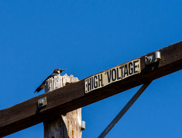 istock Acorn Woodpecker on Telephone Pole 1262140276