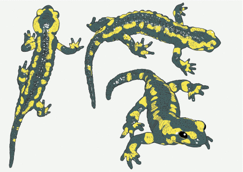 Fire Salamander vector Illustration. Various fill and stoke sizes/colors are grouped separately. Easily editable.