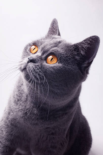 istock British gray cat with yellow eyes 126214717