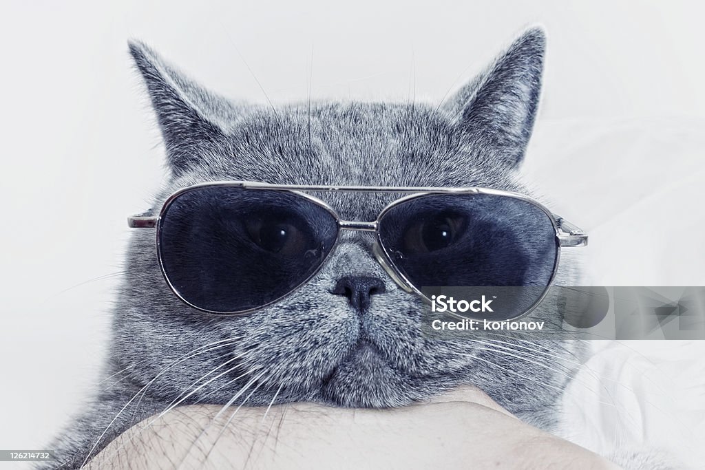 Funny muzzle of gray cat in sunglasses Funny muzzle of gray British cat in sunglasses closeup Domestic Cat Stock Photo