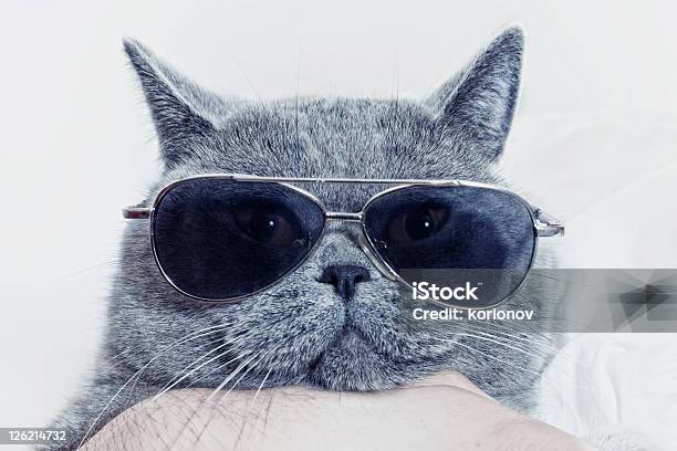 Funny Muzzle Of Gray Cat In Sunglasses Stock Photo - Download Image Now - Domestic Cat, Sunglasses, Animal