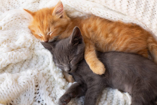 istock Two Cute tabby kittens sleeping and hugging on white knitted scarf. 1262154961
