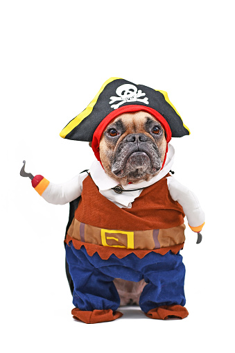 Perro Bulldog francés vestido con traje pirata Halloween totalmente cuerpo con sombrero y brazo de gancho falso photo