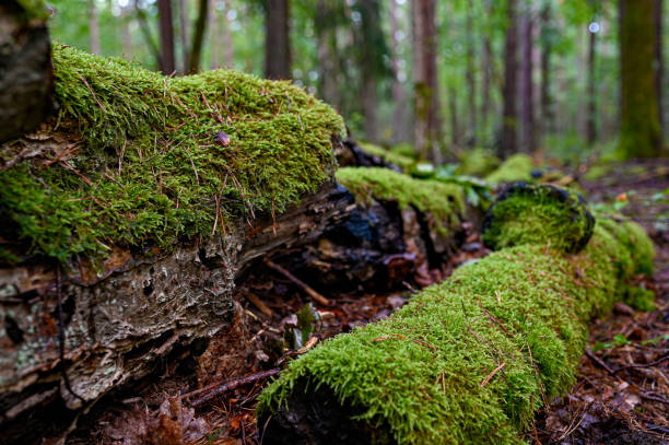 Photo of old fallen tree trunk covered in green moss