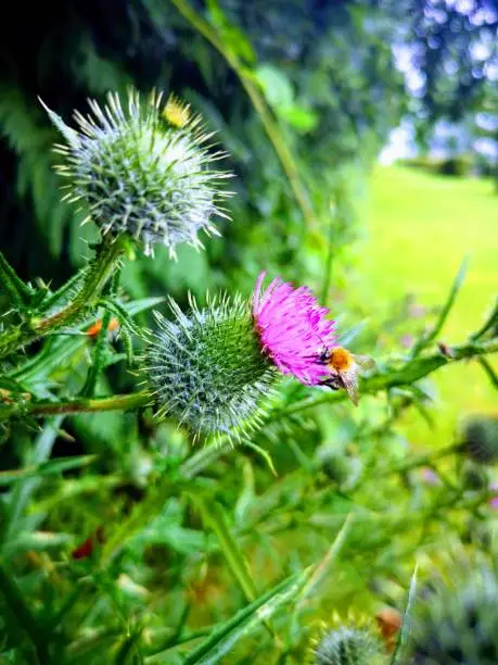 wildbee on a thistle