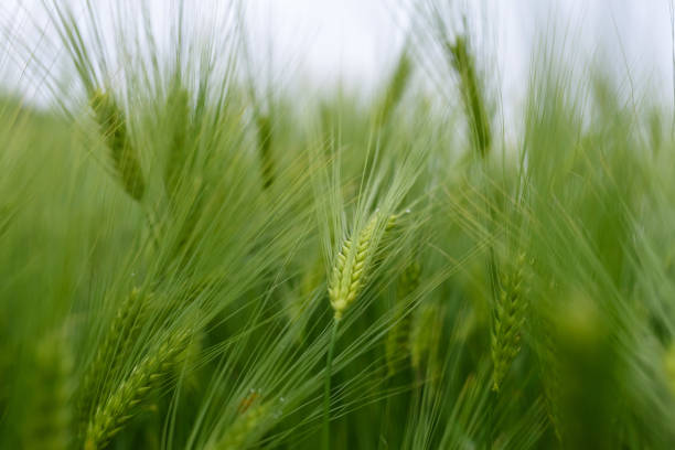istock Green young wheat close-up. 1262158955