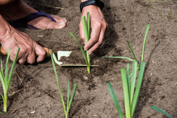 istock woman's hand planting leeks in the garden 1262168156