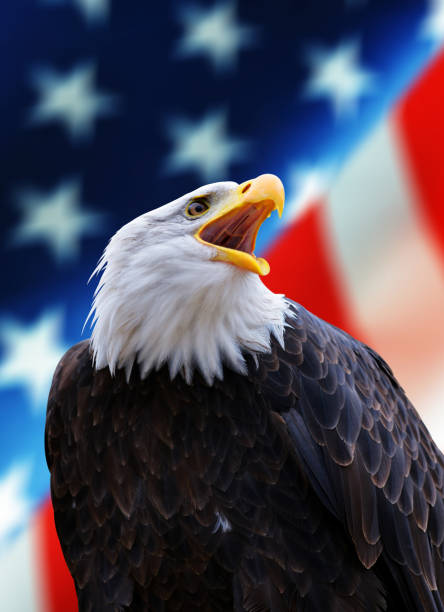 águia careca norte-americana (haliaeetus leucocephalus) com bandeira dos eua. - north america bald eagle portrait vertical - fotografias e filmes do acervo