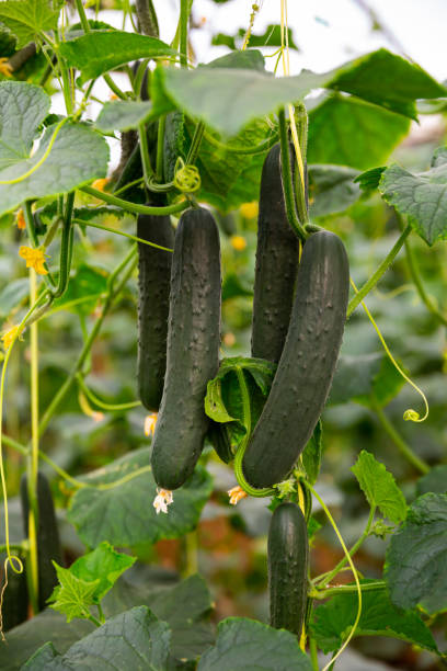 istock Ripe cucumbers grow on branches in greenhouse 1262178788