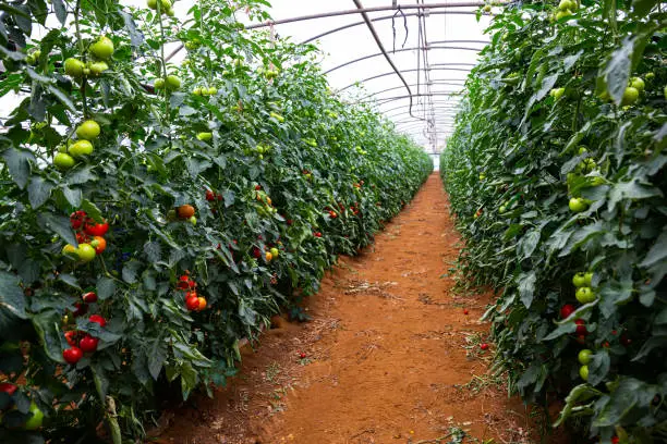 Interior of modern glasshouse with rows of ripening tomatoes. Industrial cultivation of vegetables