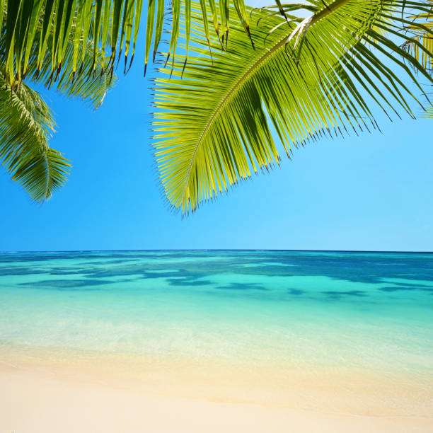 istock Beach Anse Source d'Argent in La Digue Island, Seychelles. 1262185143